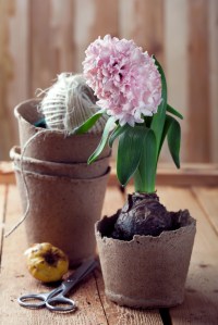 Hyacinth flowers in compostable pots and flower bulbs