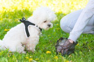 Picking up dog poop