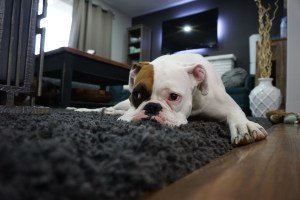 Alfombra PET
