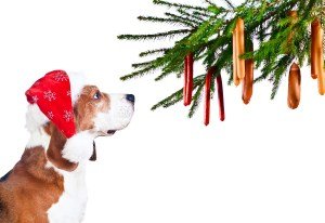beagle and sausages