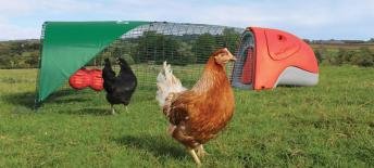 Gallinero PE2.jpg