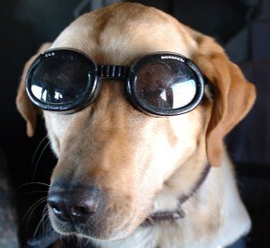 Goggles