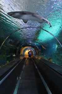 Shark-Encounter