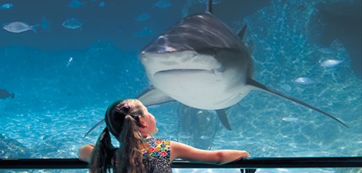 Shark_Bay.jpg